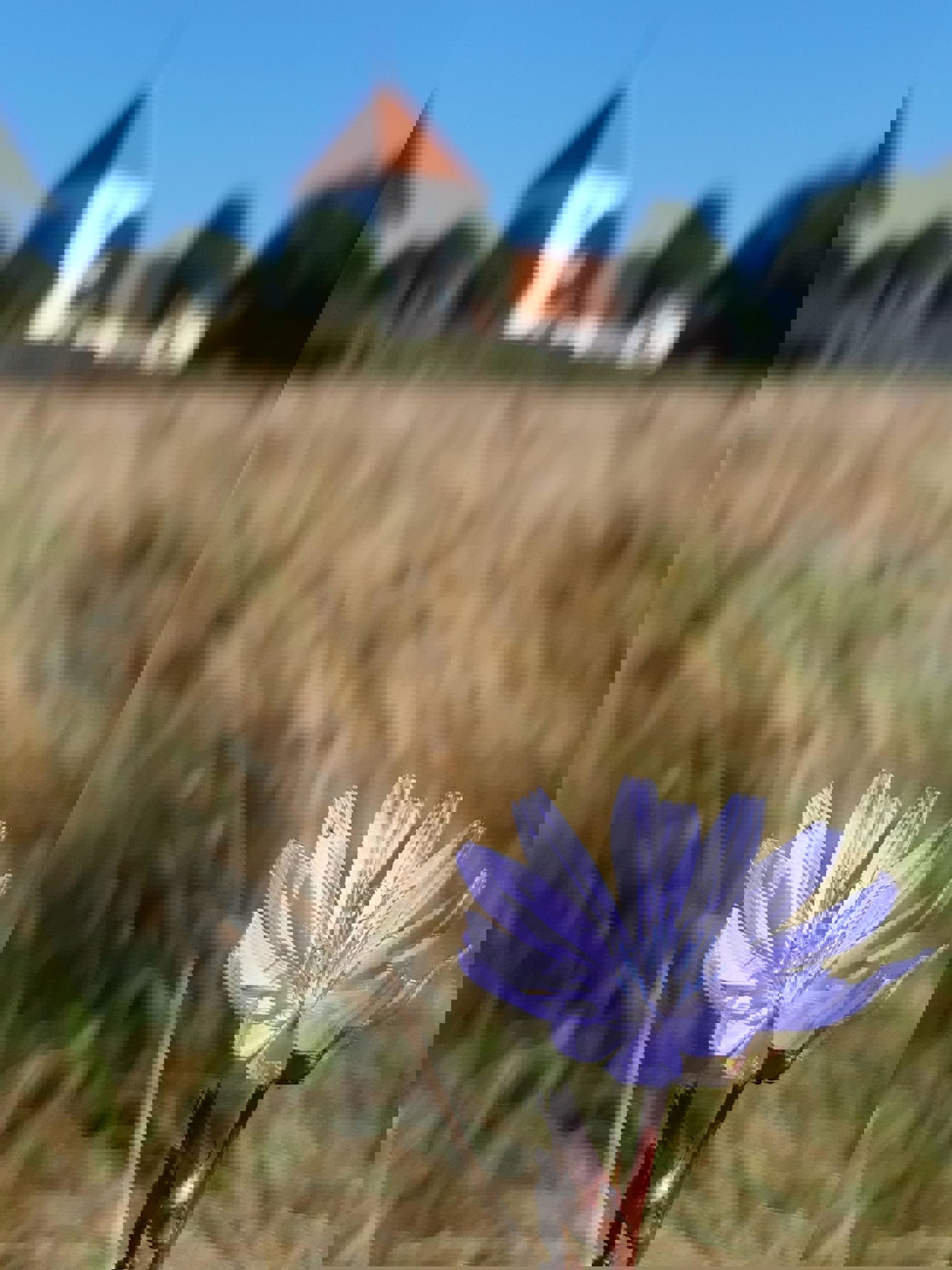 Cikorie foran Søndersø Kirke