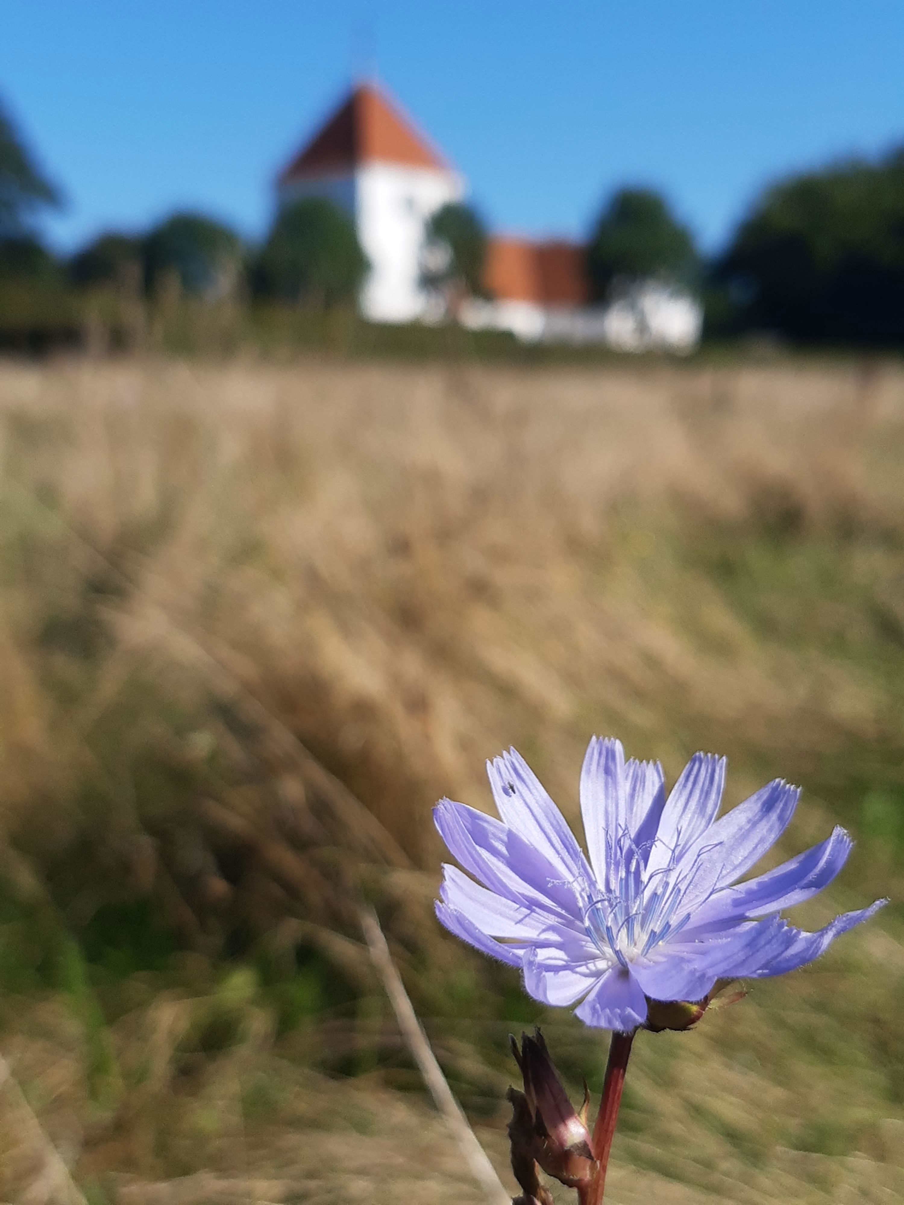Cikorie foran Søndersø Kirke